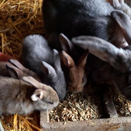 Allas-Bocage Les Demeures De La Laigne Bed & Breakfast エクステリア 写真