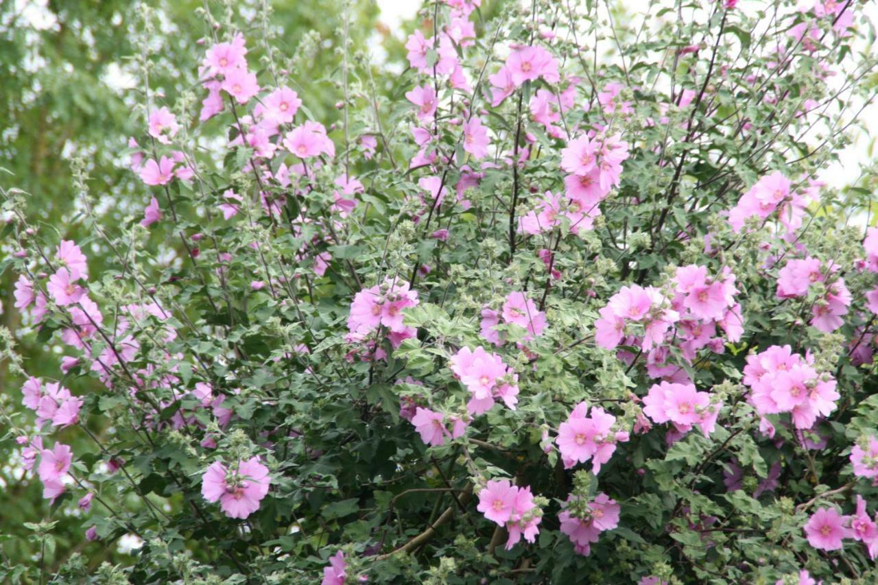 Allas-Bocage Les Demeures De La Laigne Bed & Breakfast エクステリア 写真
